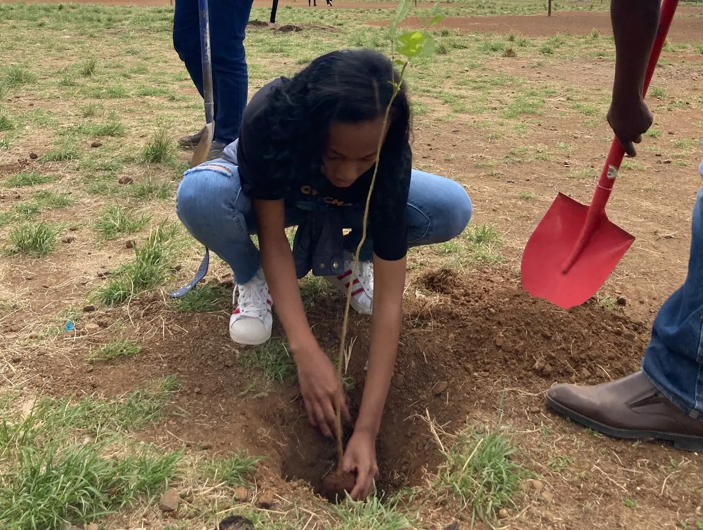 A volunteer kneels to plant a young tree with a red shovel beside her.
